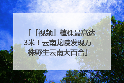 「视频」植株最高达3米！云南龙陵发现万株野生云南大百合
