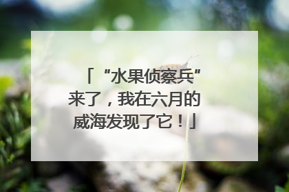 “水果侦察兵”来了，我在六月的威海发现了它！