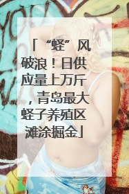 “蛏”风破浪！日供应量上万斤，青岛最大蛏子养殖区滩涂掘金