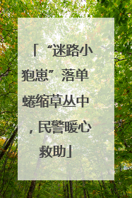 “迷路小狍崽”落单蜷缩草丛中，民警暖心救助