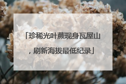 珍稀光叶蕨现身瓦屋山，刷新海拔最低纪录