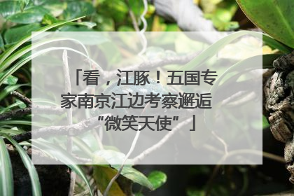 看，江豚！五国专家南京江边考察邂逅“微笑天使”