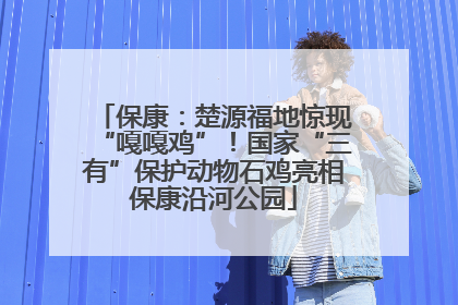 保康：楚源福地惊现“嘎嘎鸡”！国家“三有”保护动物石鸡亮相保康沿河公园