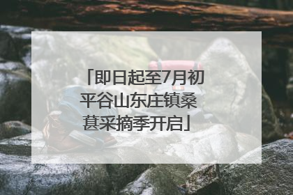 即日起至7月初 平谷山东庄镇桑葚采摘季开启
