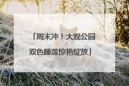 周末冲！大观公园双色睡莲惊艳绽放