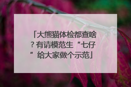 大熊猫体检都查啥？有请模范生“七仔”给大家做个示范