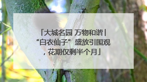 大城名园 万物和谐│“白衣仙子”盛放引围观，花期仅剩半个月