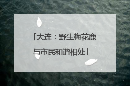 大连：野生梅花鹿与市民和谐相处