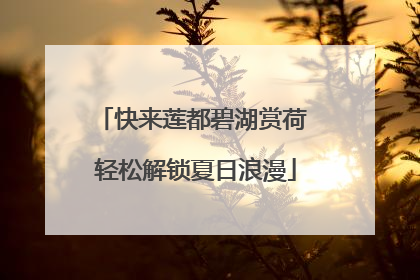 快来莲都碧湖赏荷 轻松解锁夏日浪漫