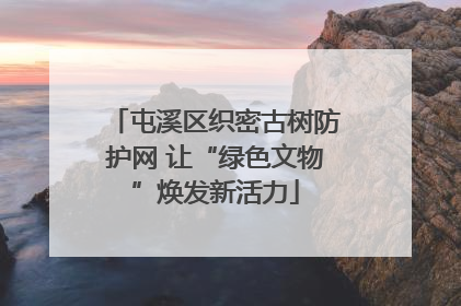 屯溪区织密古树防护网 让“绿色文物”焕发新活力