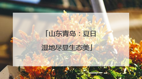 山东青岛：夏日湿地尽显生态美