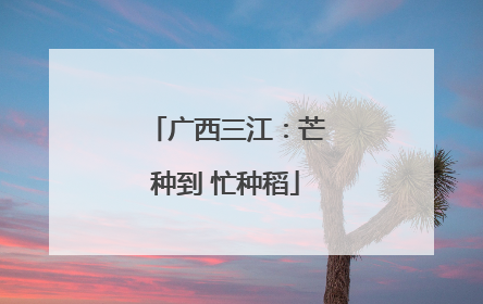 广西三江：芒种到 忙种稻