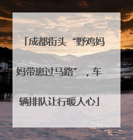 成都街头“野鸡妈妈带崽过马路”，车辆排队让行暖人心