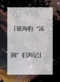 斑海豹“汤圆”归海记