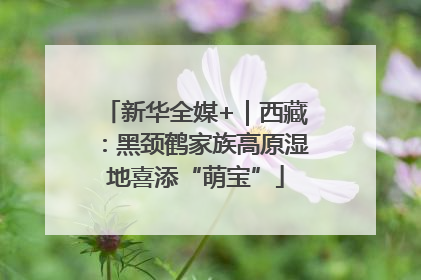 新华全媒+｜西藏：黑颈鹤家族高原湿地喜添“萌宝”