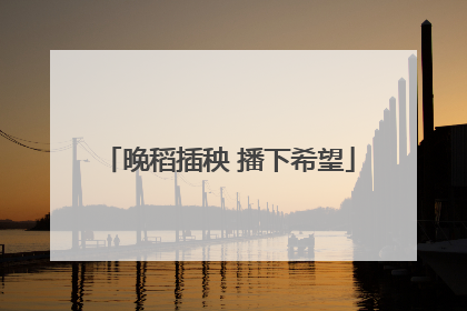 晚稻插秧 播下希望