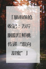 暴雨前抢收记：万斤胭脂红鲜桃传递“双向甜蜜”