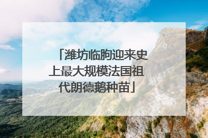 潍坊临朐迎来史上最大规模法国祖代朗德鹅种苗