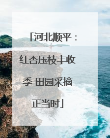 河北顺平：红杏压枝丰收季 田园采摘正当时