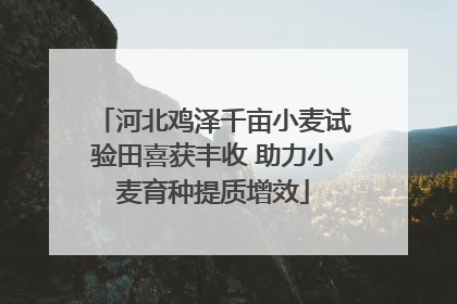 河北鸡泽千亩小麦试验田喜获丰收 助力小麦育种提质增效