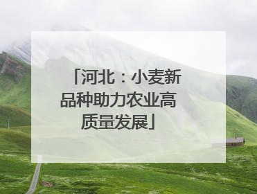 河北：小麦新品种助力农业高质量发展