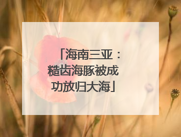 海南三亚：糙齿海豚被成功放归大海
