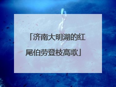 济南大明湖的红尾伯劳登枝高歌