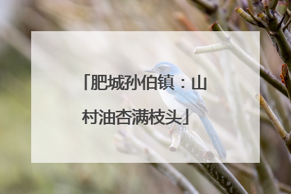 肥城孙伯镇：山村油杏满枝头