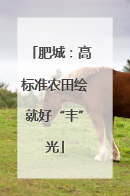 肥城：高标准农田绘就好“丰”光