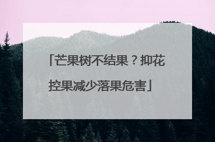 芒果树不结果？抑花控果减少落果危害
