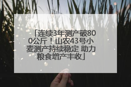 连续3年测产破800公斤！山农43号小麦测产持续稳定 助力粮食增产丰收