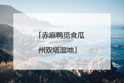 赤麻鸭觅食瓜州双塔湿地