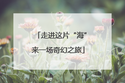走进这片“海”来一场奇幻之旅
