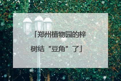 郑州植物园的梓树结“豆角”了