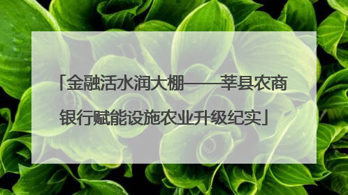 金融活水润大棚——莘县农商银行赋能设施农业升级纪实
