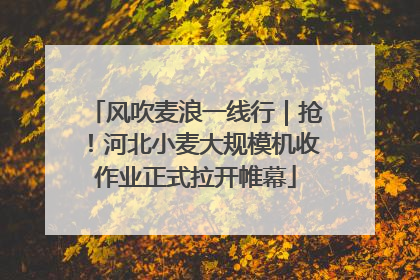 风吹麦浪一线行｜抢！河北小麦大规模机收作业正式拉开帷幕