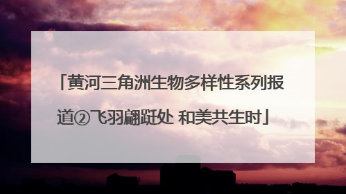 黄河三角洲生物多样性系列报道②飞羽翩跹处 和美共生时